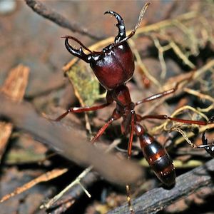 Army Ant, Brazil, Insect