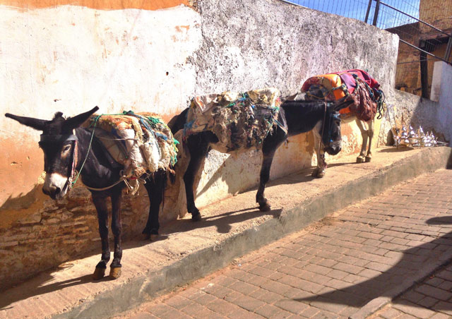 Donkeys in Fez, Morocco. Fez is the “old city” of Morocco. The streets are so narrow they still use these animals to get everything they need in and out.