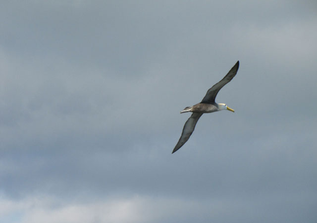 Waved albatross. This was a real treat to see, as we weren’t sure the albatross would even be there yet.