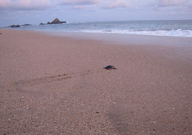 Baby Olive Ridley sea turtle making its way to the ocean on NatHab’s Mexico’s Sea Turtle Odyssey. Our group was fortunate enough to release some hatchlings with the help of the National Mexican Turtle Center at Mazunte Beach.