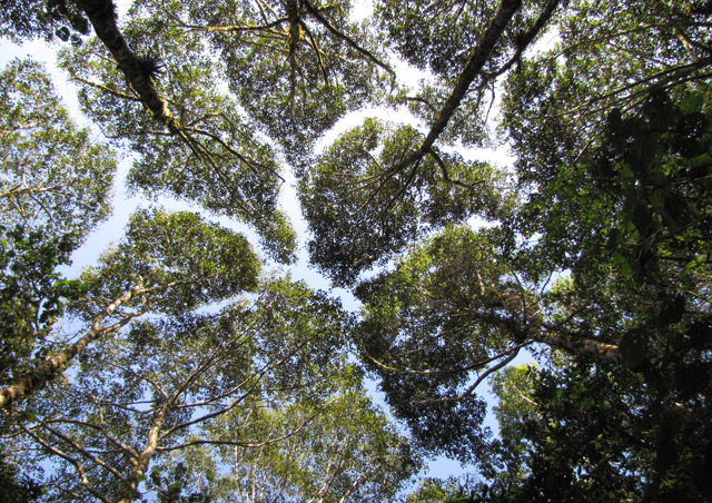 It’s amazing the way the trees fit together like a jigsaw puzzle in the canopy of the cloud forest in La Amistad National Park. --NatHab’s Wild Panama adventure.