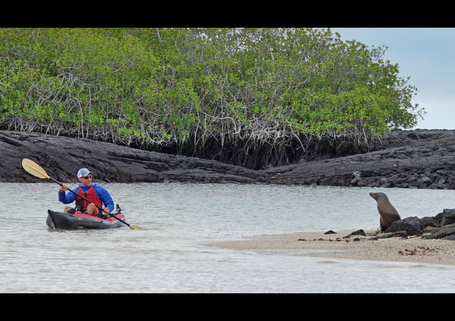 Passing a sea lion in a mangrove while on Nat Hab's Galapagos Hiking & Kayaking Adventure.