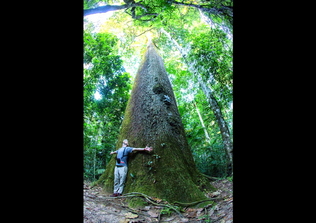 Comparing my wingspan to a Brazil nut tree in the Brazilian Amazon in May of 2015.