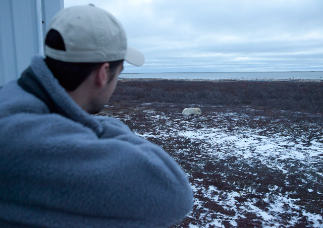 Bear viewing from the Tundra Lodge – there’s no better way to get out there and more immersed into the arctic tundra