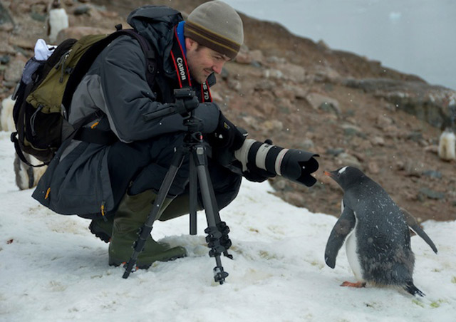 Gentoo penguins are quite curious and happen to love seeing themselves in a big camera lens