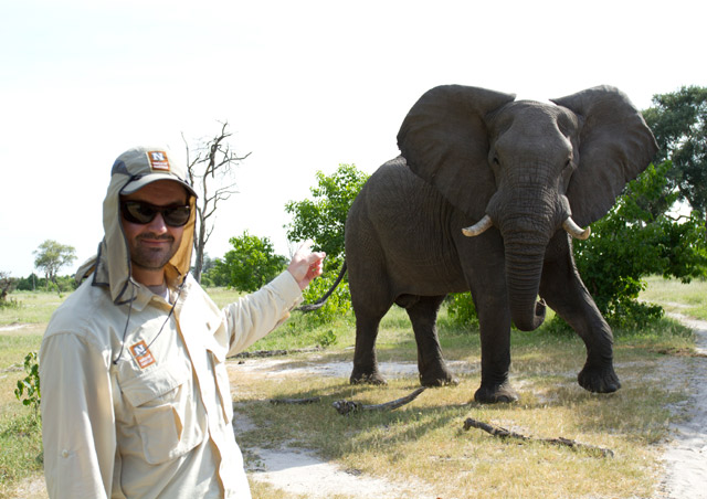 In Botswana, you don’t go to the elephants, the elephants go to you!