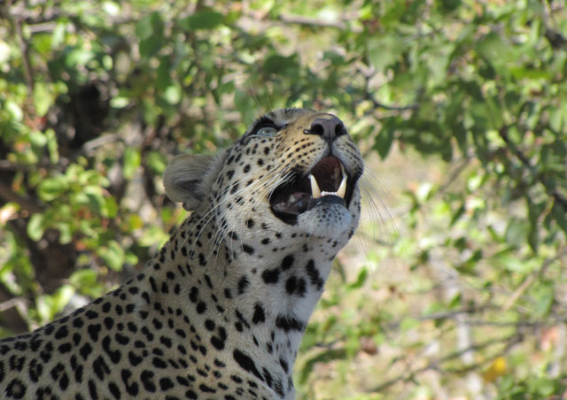 My 2012 Southern Africa safari was epic! We spotted this lovely lady in the Linyanti region of Botswana.