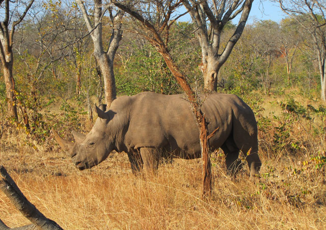 Our visit to Zambia’s Mosi-oa-Tunya National Park near Victoria Falls, gave us the chance to see white rhinos.