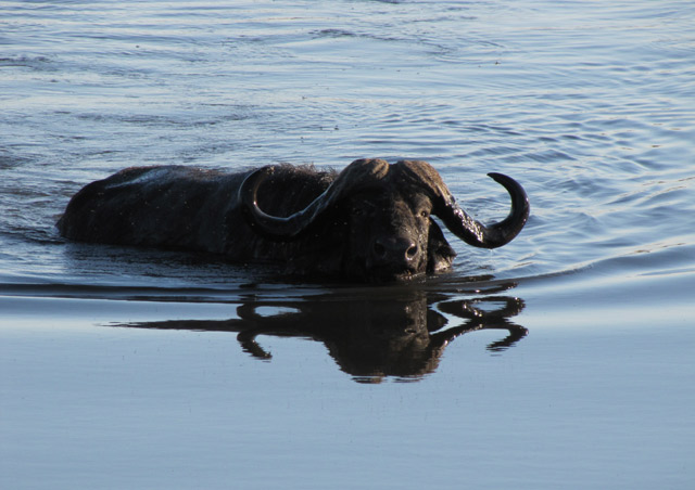 The Cape buffalo is menacing - in and out of the water.