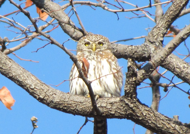 The Delta is also one of the best birding places on earth. We were lucky to spot a pearl spotted owlet...