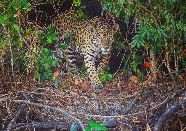 Watching a jaguar hunt for caiman in the Brazilian Pantanal.