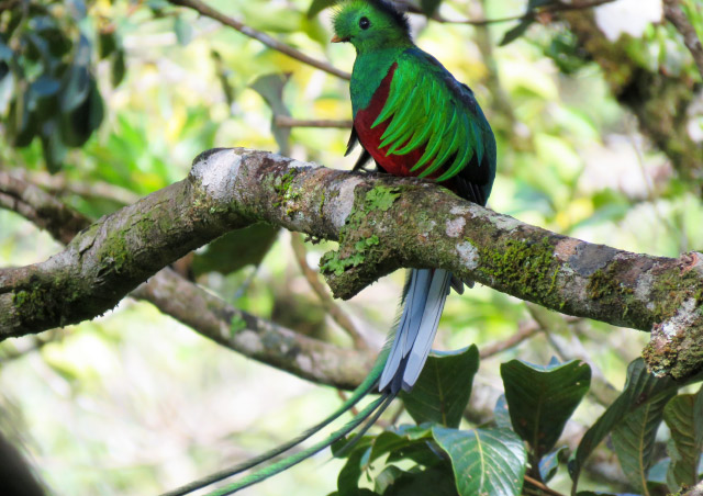 We spotted this resplendent quetzal in the mountains of the Monteverde Cloud forest in Costa Rica. It put on a show for the whole group.