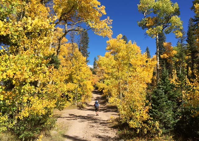 Enjoying a beautiful fall hike surrounded by the glowing Aspens into the Sangre de Cristo mountains before hiking one of Colorado’s 14,000 ft mountains.