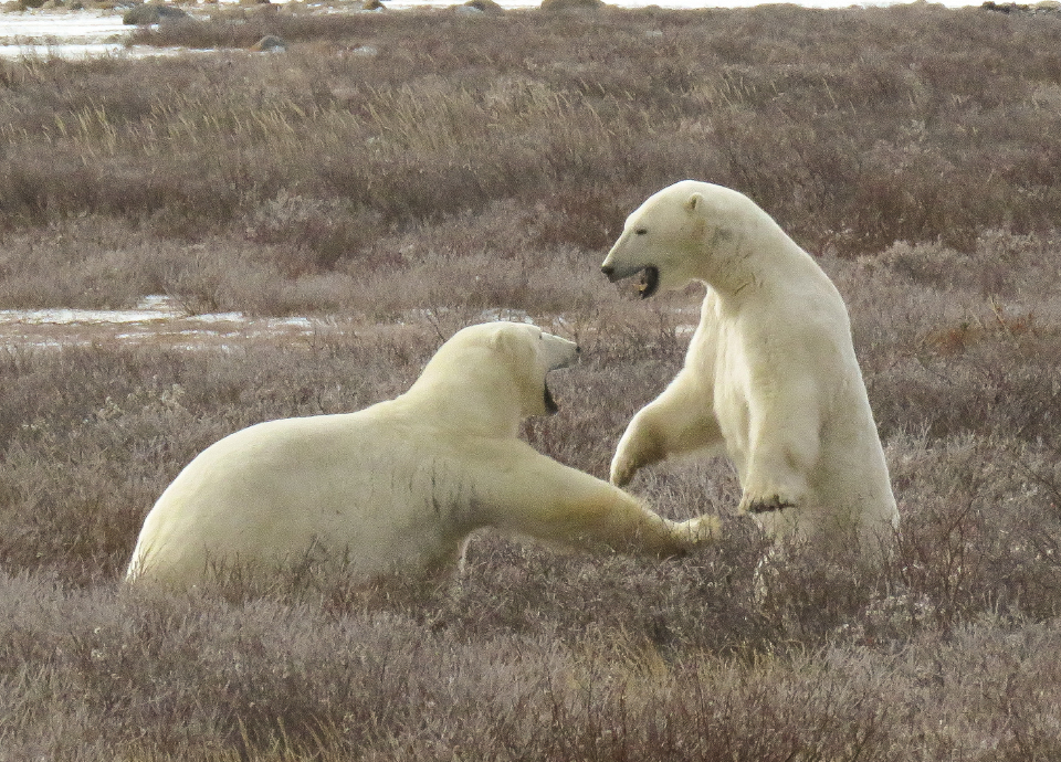 Young male polar bears playing on the tundra in Churchill Canada during Nat Hab’s Classic Polar Bear Adventure.