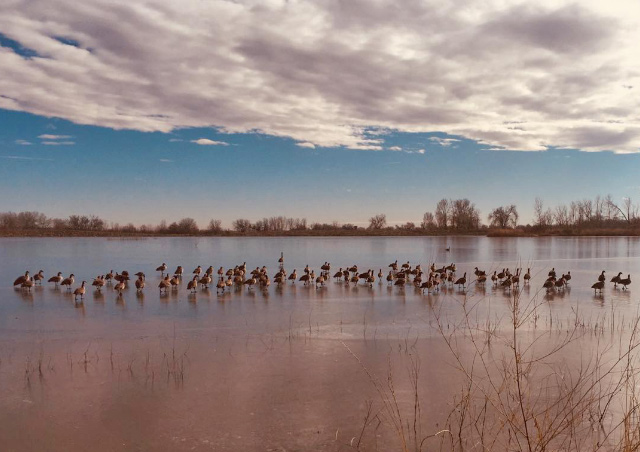 Birds crossing on a frozen lake near my home. Pella Crossing, Colorado.