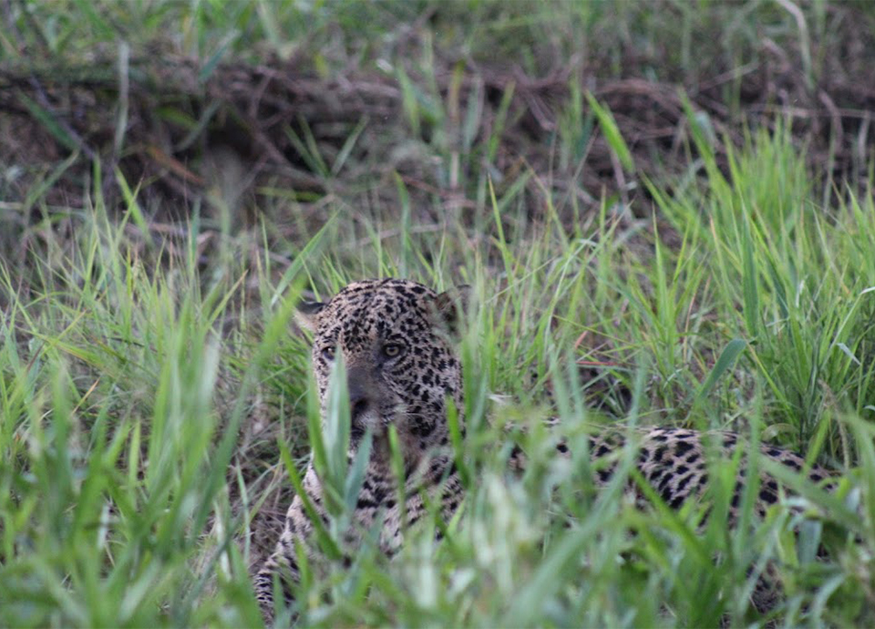 We watched this jaguar hunt a caiman in the Pantanal on Nat Hab’s Brazil trip!