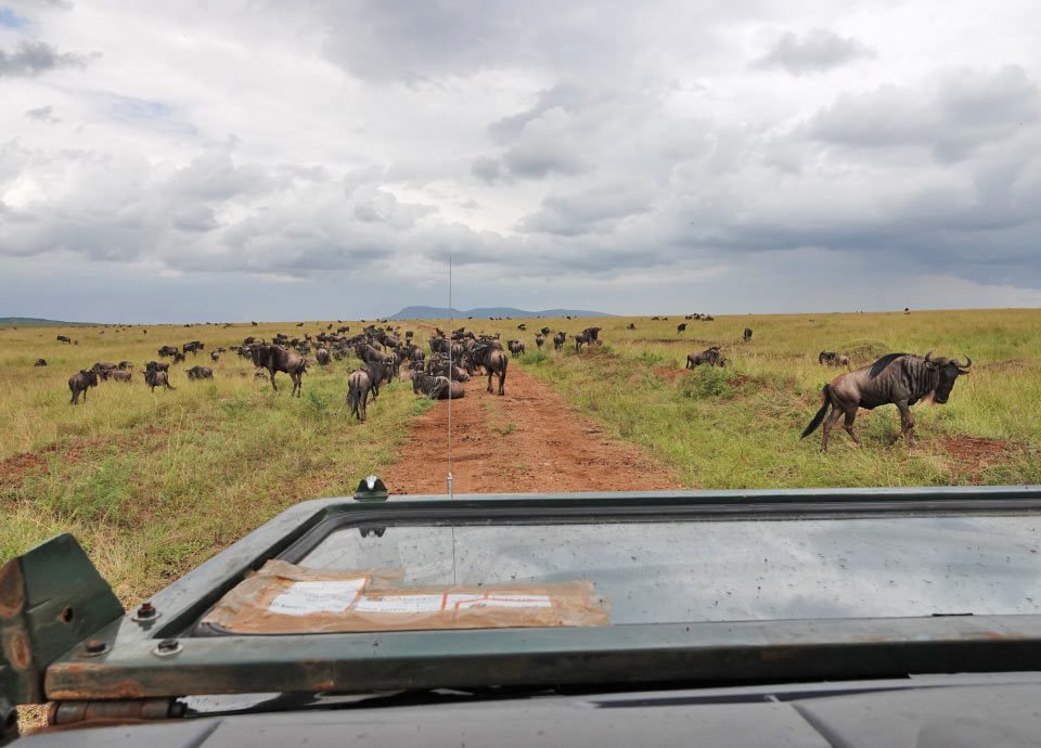Traffic jam during the Great Migration in Kenya.