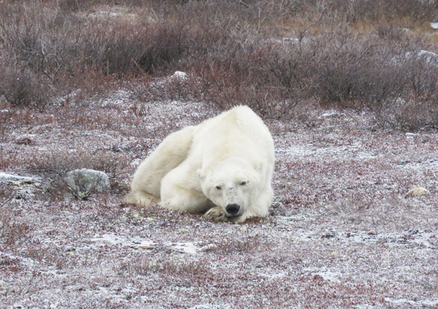 Another lifelong dream: seeing my first Polar Bear!