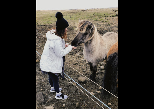 One of my favorite parts of Iceland were the wild horses roaming. We were able to just pull off the side of the road and say 'Hi' to these wonderful animals.