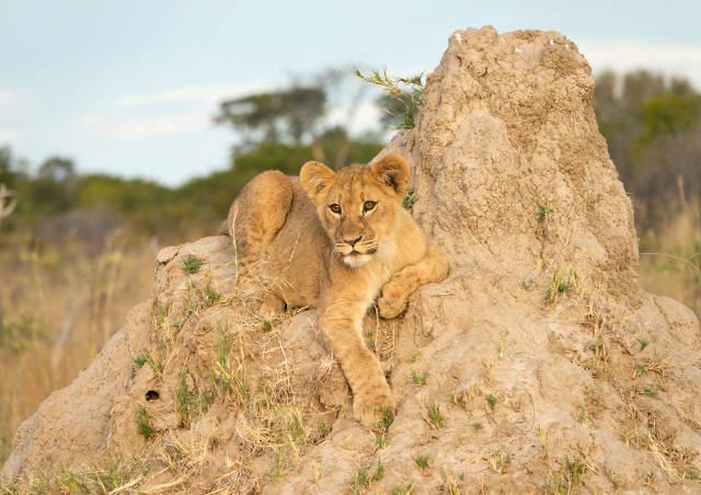 One of six lion cubs we watched relaxing on a termite mound with two lionesses in Hwange National Park, Zimbabwe.