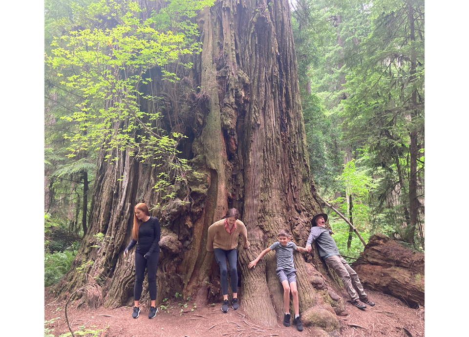 Attempt to encircle a redwood; Jedidiah Smith State Park 2022.