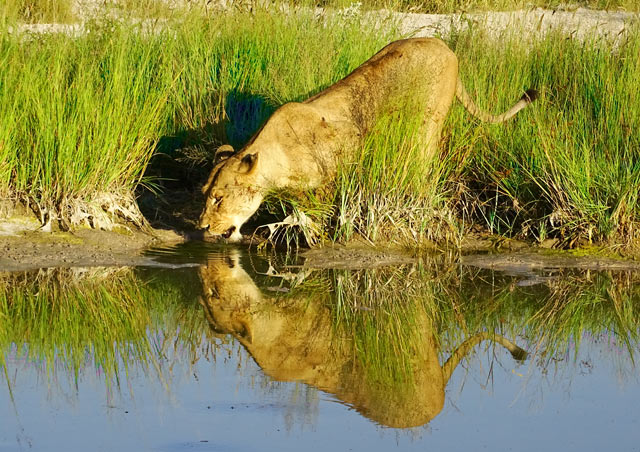 This is perhaps one of my favorite photos from my time in Botswana! The lighting was just perfect when I captured this lioness drinking some water.