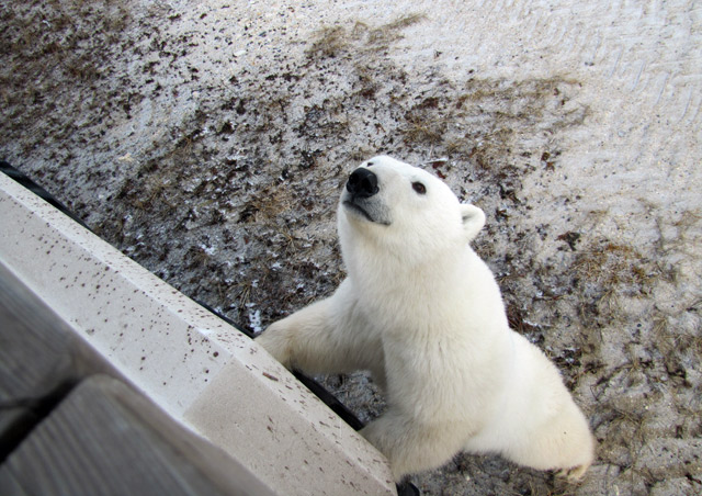 Up close and personal with this inquisitive polar bear! - Nat Hab's Classic Polar Bear Adventure