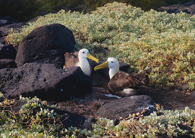 The Galapagos Albatross mating dance was a sight to see.