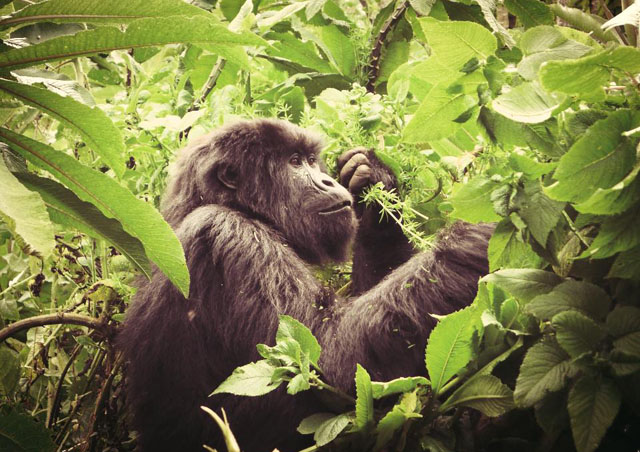 An amazing moment seeing a young mountain gorilla up close in Rwanda!