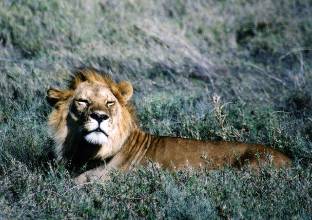 Watching a lion chillin’ on our game drive in the Serengeti, Tanzania.