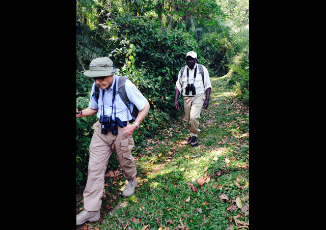 Our Silverback 'Chris' and fearless Expedition Leader, Denis Erabu, scouting for monkeys in the Bigodi Swamp