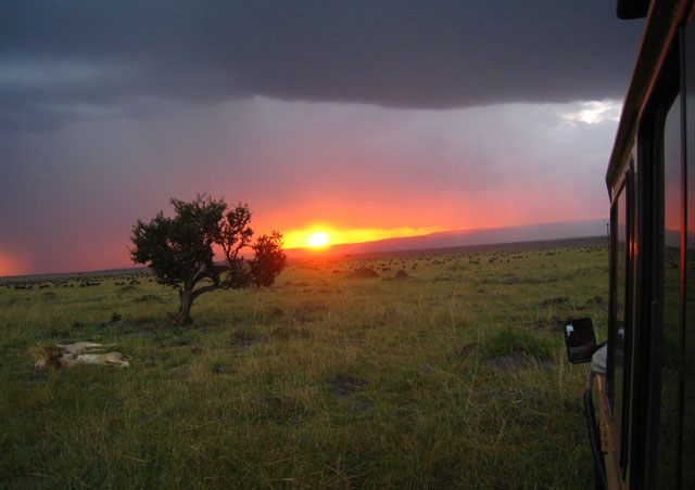 By far one of the most picturesque scenes of the Maasai Mara – a sunset on lions lazing in front of the migration.