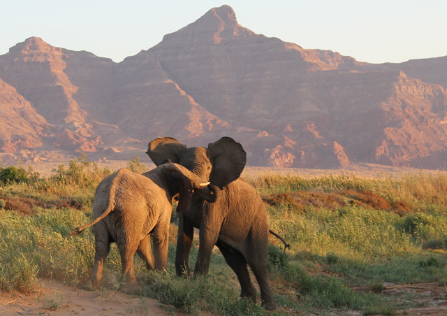 Namibia: Namibia is known for its desert-adapted elephants.  These two juveniles put on quite the show for our safari group at sunset in the Damaraland Conservancy