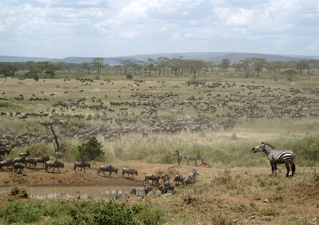 The Great Migration in the Serengeti is indescribable.  Thousands and thousands of wildebeest and zebras cover the vast plains, slowly moving in search of food and water.  When something spooks them and they start running, it feels like an earthquake.