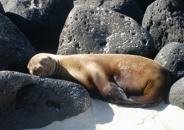 A baby sea lion snoozes on the lava – no need for a pillow!
