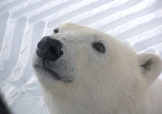 Close encounters of the Arctic kind: this fella is as curious about us as we are about him!