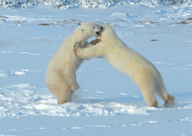 Watching young males play-fight is a source of tremendous entertainment on the tundra.