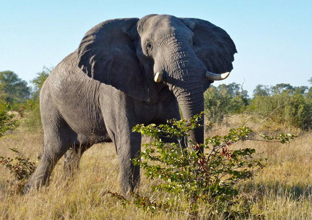 A bull elephant in Botswana’s Moremi Game Reserve – they grow BIG here!
