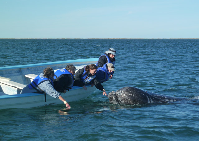 Meeting a friendly gray whale up close in Baja is simply wondrous. Our group members in the other boat were utterly thrilled.