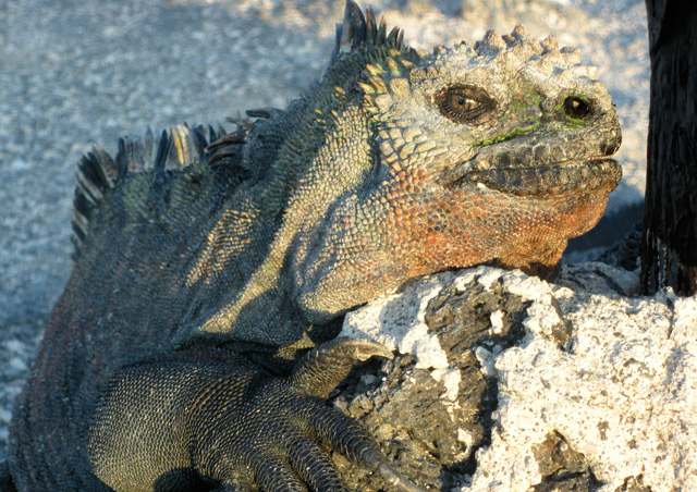 “Here’s lookin’ atcha!” A marine iguana on the Galapagos island of Fernandina.