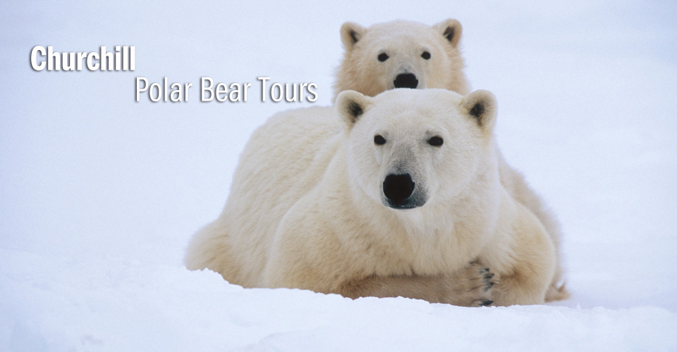 Polar Bear Tours & Trips | Churchill Polar Bears
