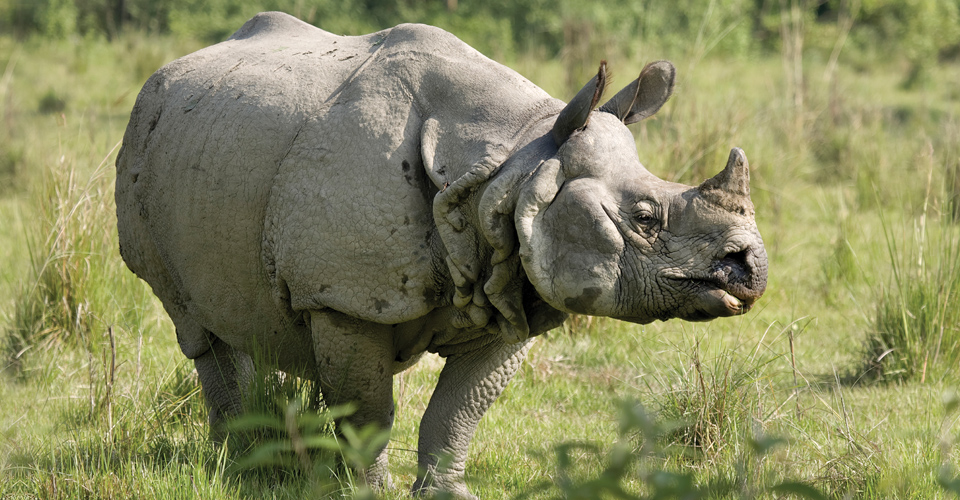 Asian one-horned rhino pictures