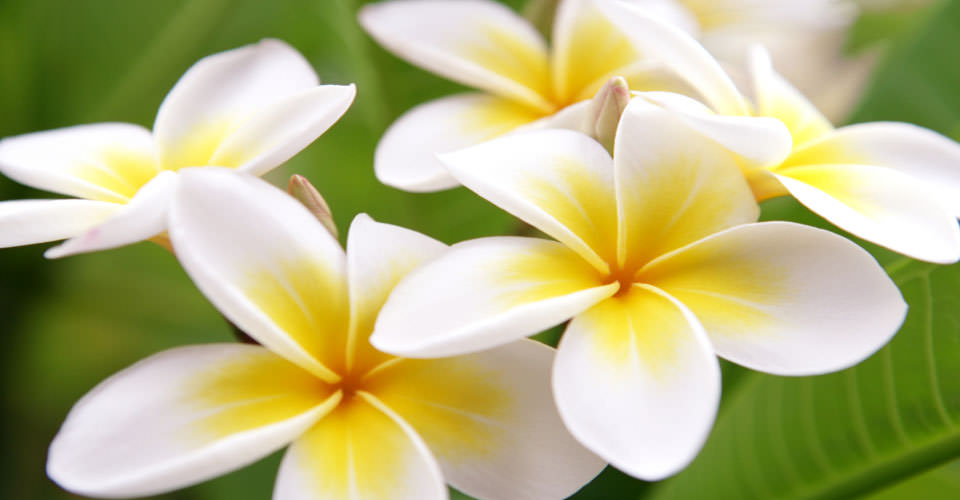 Pacific Hawaii 4 Flowers 960×500 Fiori Frangipani Fiori