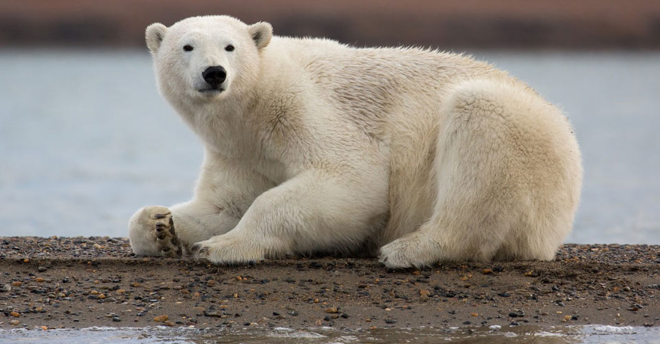 Alaska Polar Bear Photo Tour Natural Habitat Adventures