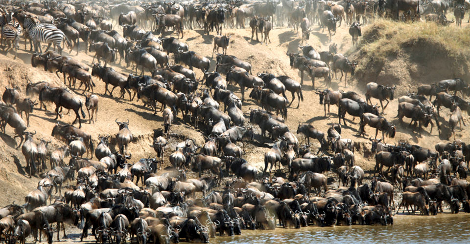 Wild animals migration kenya