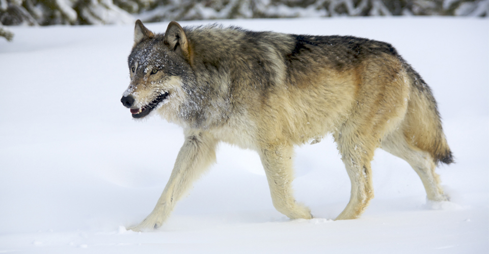 2a-Wolves-photo-holdsworth.jpg
