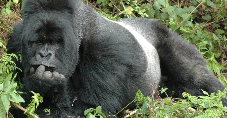 Ultimate-Gorilla-Photo-2-gorilla.jpg