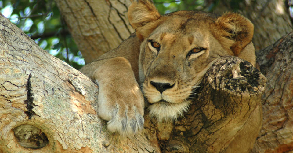 Africa-Secluded-Zambia-6-lion.jpg