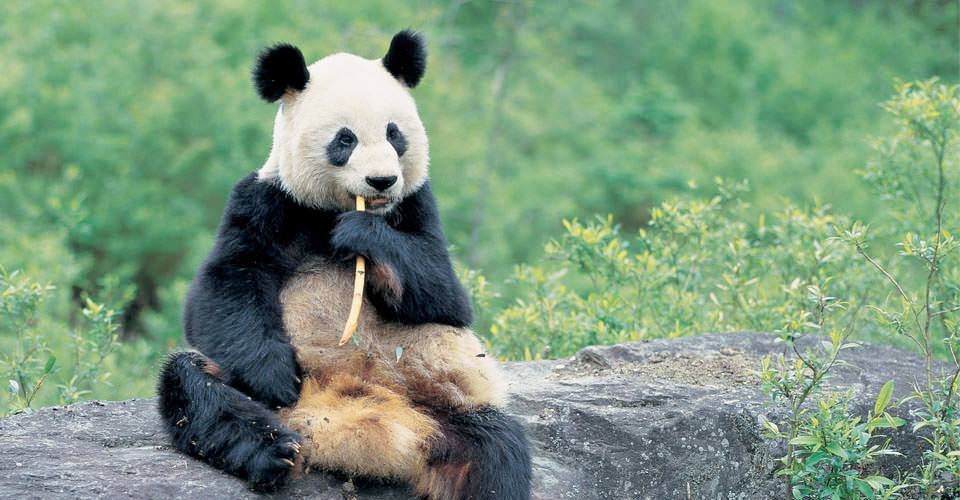 Panda's doen het goed
