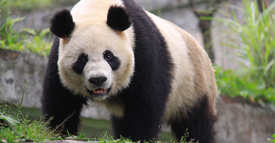 Panda Tour China Adventures Natural Habitat Adventures 